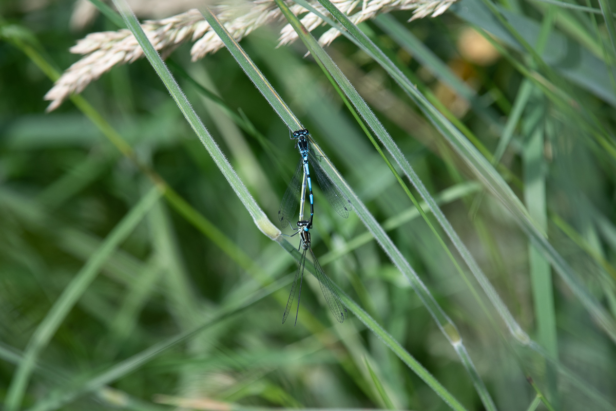 Variable Damselfly